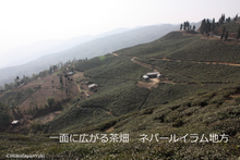 画像をギャラリービューアに読み込む, ヒマラヤ紅茶ティーバッグ |10包入り|海外有機認定